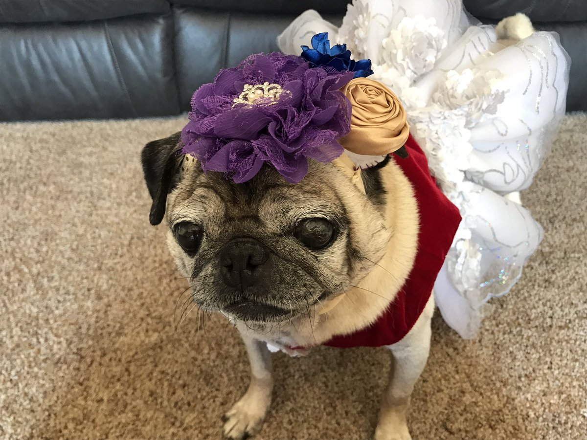 snuggle_pugs's tweet photo. #PugProm2017 the queen has her crown ๐พโค๏ธ https://t.co/EwkRLH8X9z