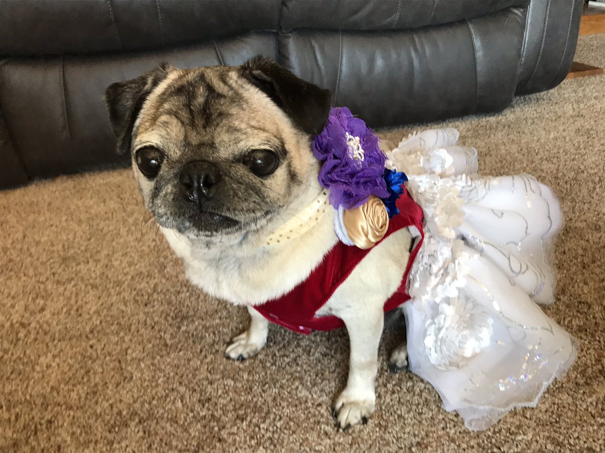 snuggle_pugs's tweet photo. #PugProm2017 the queen has her crown ๐พโค๏ธ https://t.co/EwkRLH8X9z