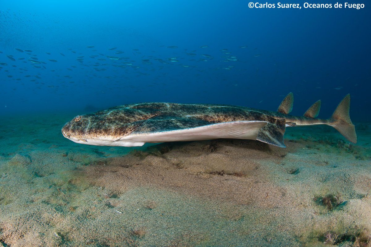 Joanna Barker tweet media