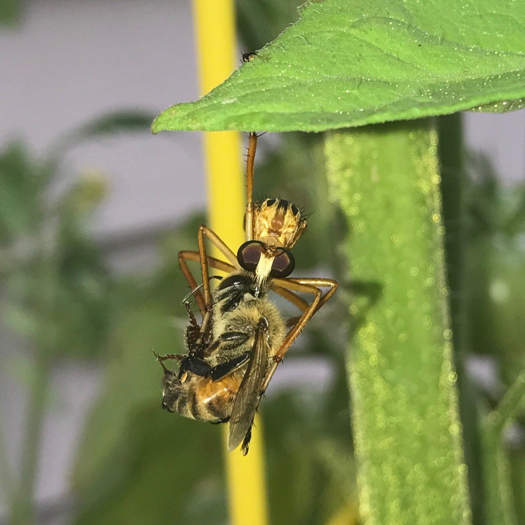 gonzonaturalist's tweet photo. Robber fly doing the "one-legged lunch hangout". I ❤️ honeybees, but this is amazing. #PredatoryInsects #LocalPatch https://t.co/6meZch3zl7