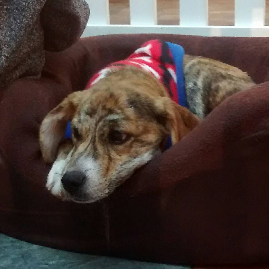 dpradenasc's tweet photo. BUSCODOG en @FloridaCenter buscas un perro, te llevas amor #eligeadoptar #buscodog #LaFlorida https://t.co/JNjDCWg5iF