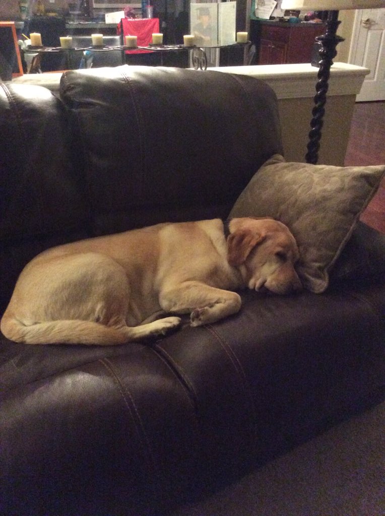 LogieTube's tweet photo. @JAYTID14 He won't jump on the bed but he thinks he owns the couch. https://t.co/GeJUkrm0ys