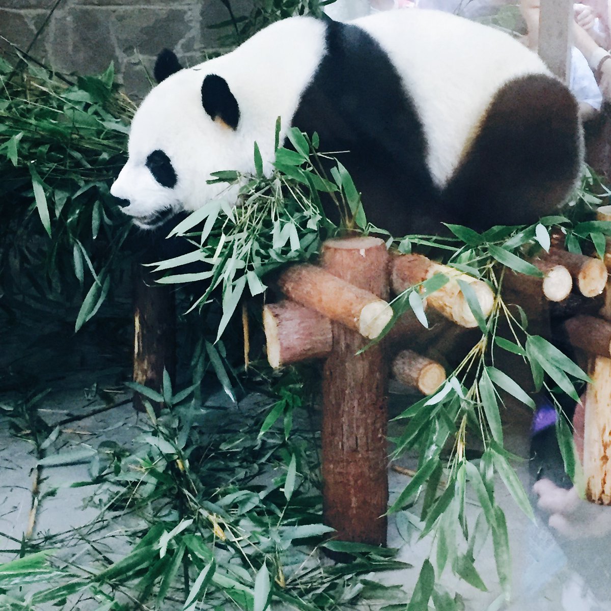 Awu_taec's tweet photo. #Panda ～～@taeccool do u like panda？😻😁😁 https://t.co/tYayr4Obyv