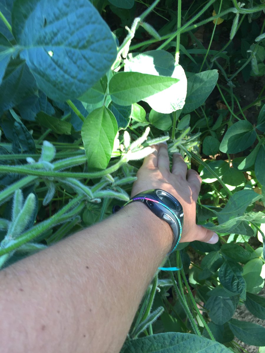 #Soybean  <a href="/DuPontPioneer/">Jess Graham</a> M10 in Northern Italy...Seeding 19th May and Treated with Rhizo Coat