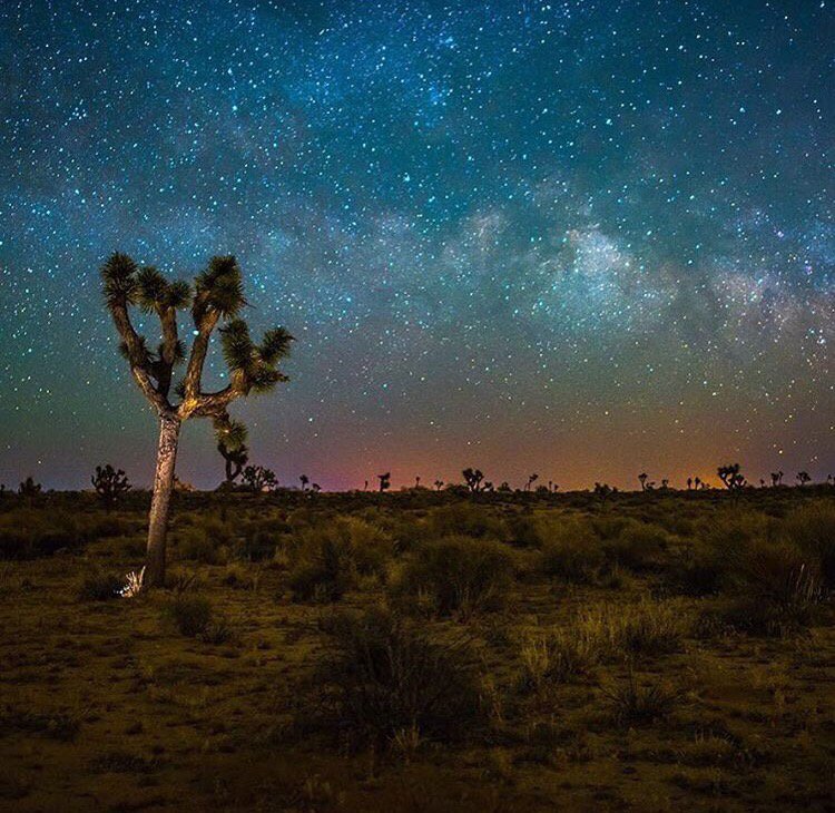 WAMIapp's tweet photo. Name this tree! 📷@lostinthenorthwest @wamiapp https://t.co/K6vA9RR1U6 #WinOnWAMI https://t.co/osoQ6IGzxt
