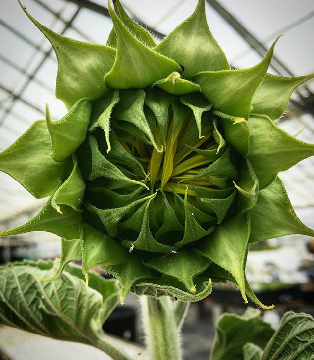 OuroborosFarms1's tweet photo. So much potential 🌻☺️. #ouroborosfarms #halfmoonbay #aquaponics #farmingofthefuture #permaculture #urbanfarming 📷: @elise_rudolph_ https://t.co/BogL4fXswS