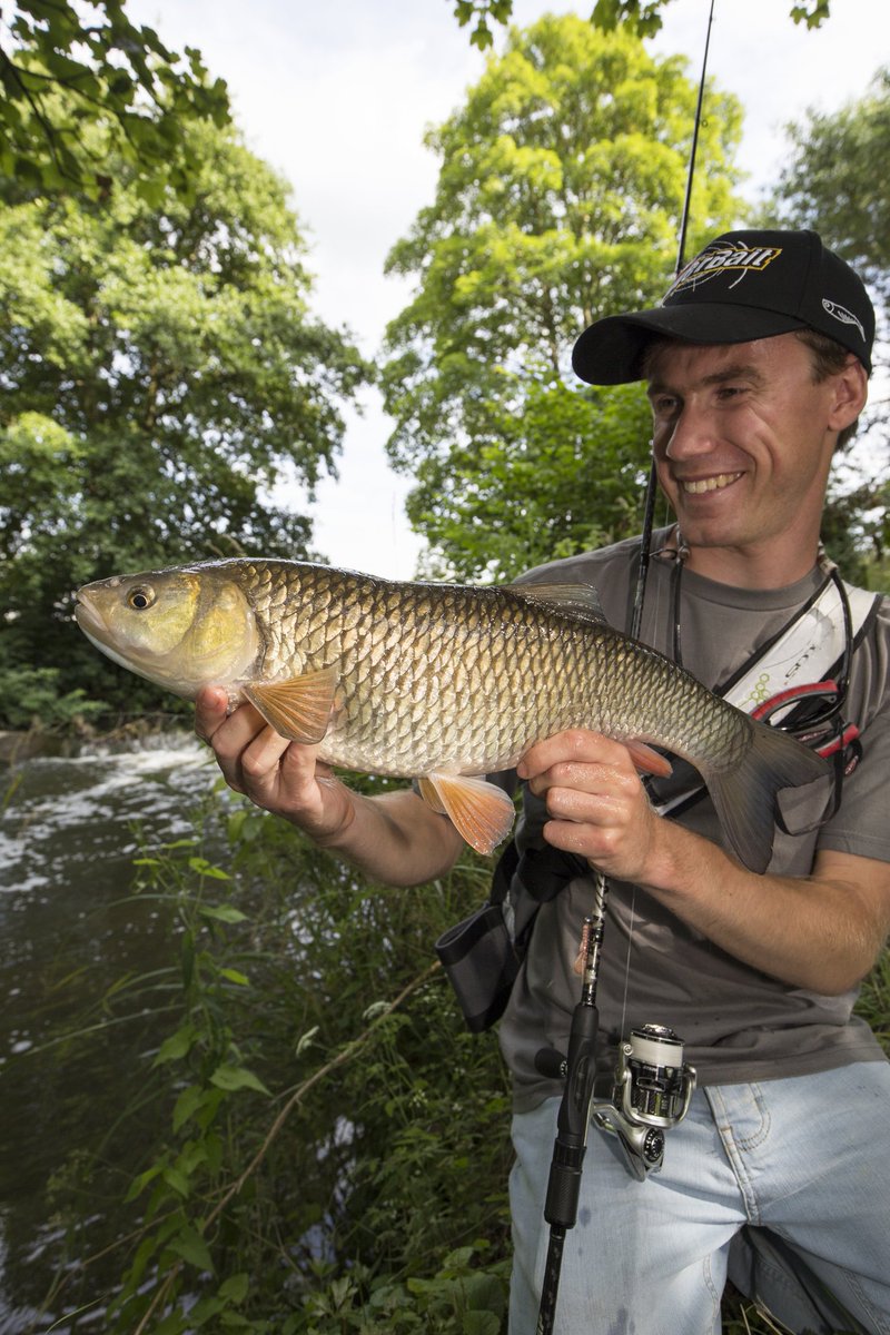 SamEdmonds1's tweet photo. It's amazing what a bit of extra water and flow can do to liven up the fishing on a river! One of six Chub and two Barbel caught recently. https://t.co/cEQCFDpwvw