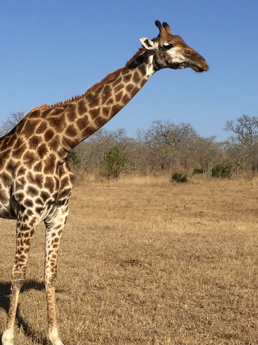 LeilaHock's tweet photo. More career lessons from my recent safari. Why you should be more like a giraffe when considering your career! https://t.co/SBOKKU1rCt https://t.co/4cs3B0YCT4