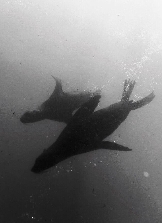 Dunes_life's tweet photo. " Its time to remember what its like to feel ALIVE" #syncronizedseals #livemore​ #gopromoment 
.​
I took this… https://t.co/9ySZxnxUvi https://t.co/uVBvleWhpM