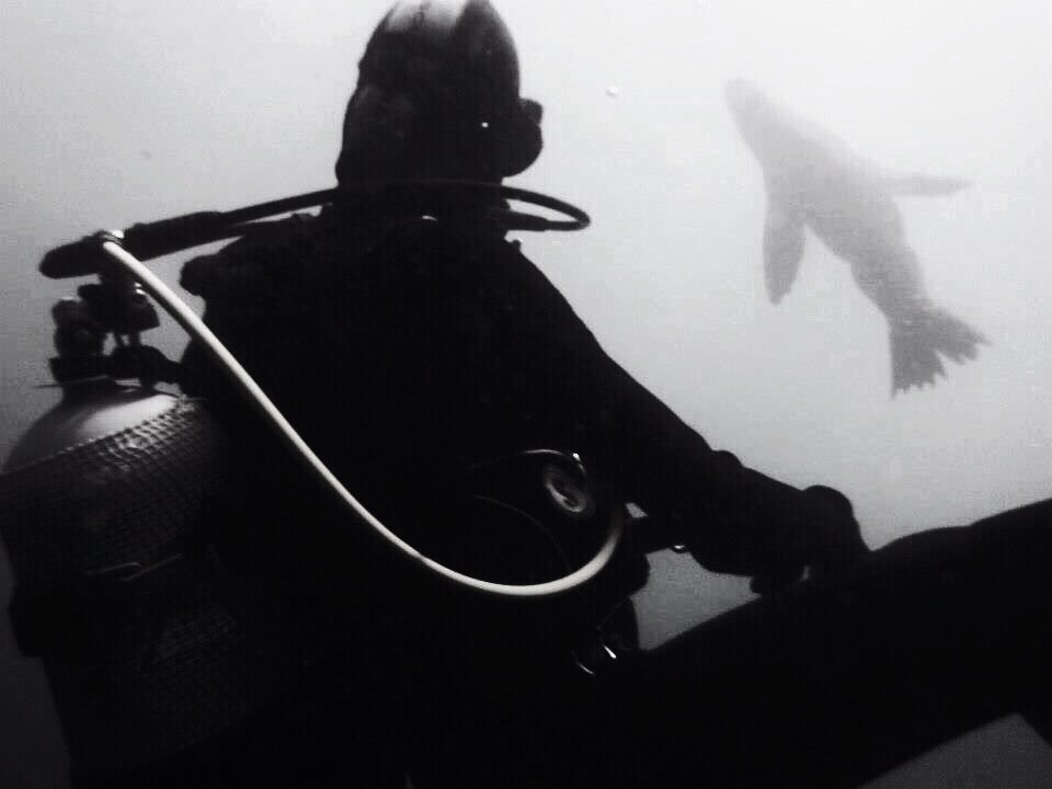 " Its time to remember what its like to feel ALIVE" #syncronizedseals #livemore​ #gopromoment 
.​
I took this… instagram.com/p/BXDhHAdB36W/