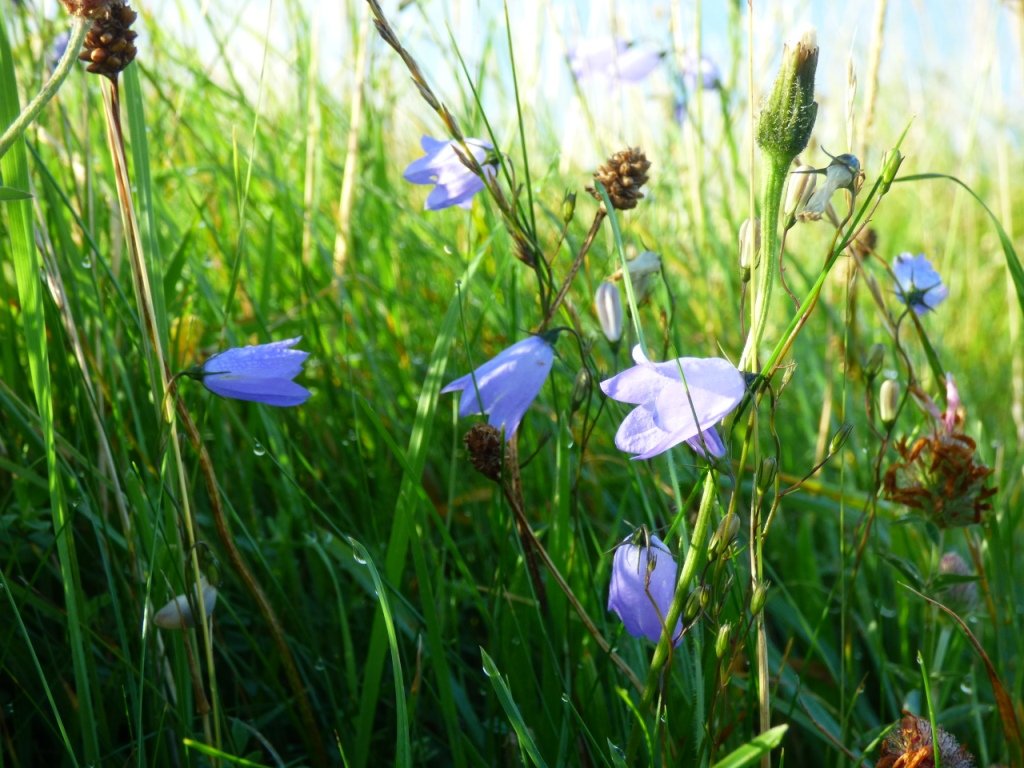 dorsetandbeyond's tweet photo. Lovely to see Harebells on the ancient ramparts of the #hillfort at Eggardon Hill, #Dorset @BSBIbotany @DorsetAONB @DorsetWildlife https://t.co/ih1paQrJPv