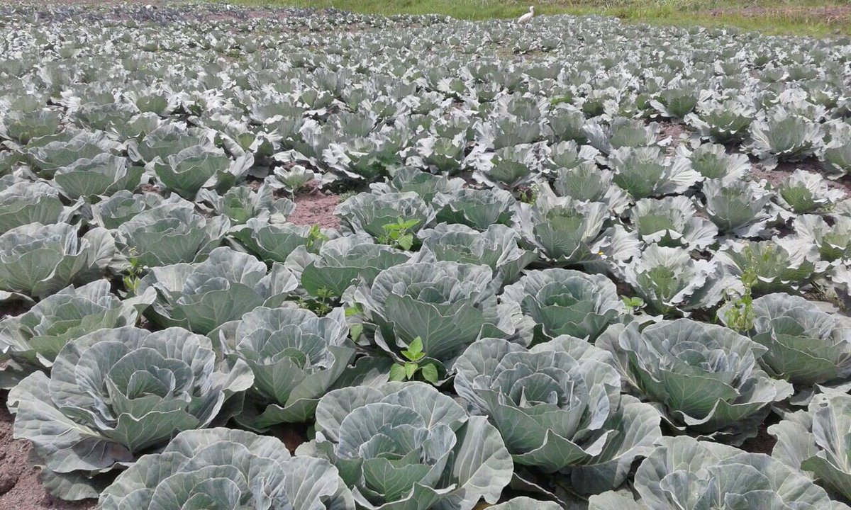 RwandaThsch's tweet photo. African sunshine has meant good harvests with the help of our irrigation system paid for by iPledge130 funding #thrwanda #thgeography https://t.co/MVs8NCVesw