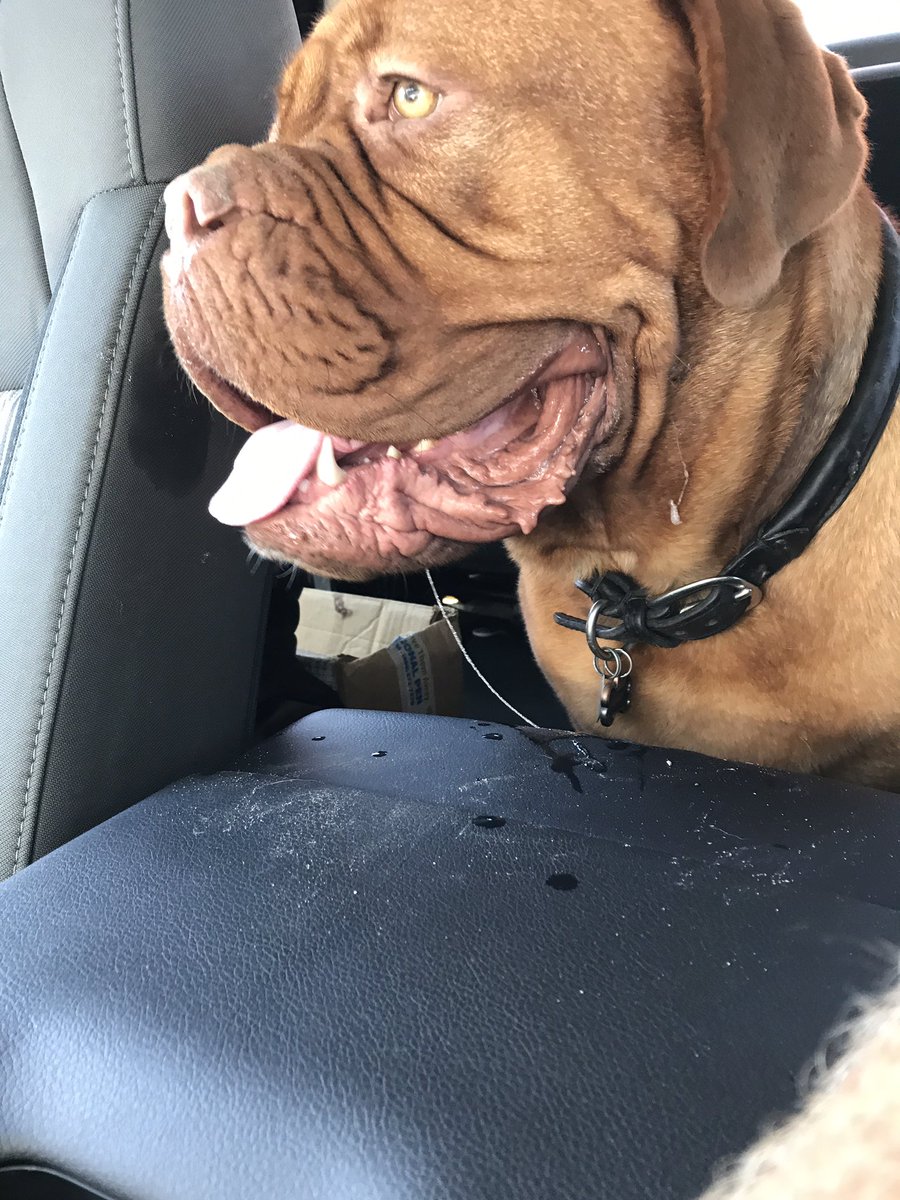 sally_saidso's tweet photo. Can you guess Nancy's collar size?? https://t.co/yOzu1WH1bo