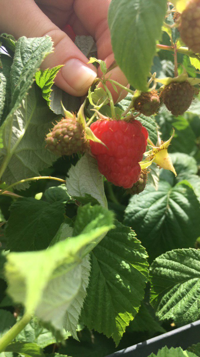 YRFoodNetwork's tweet photo. Raspberries &amp; mint are growing at our Mulock #CommunityGarden!
Check out these mint recipes: https://t.co/Cs0mdbJvEA #GrowbackThursday https://t.co/FbNaKuC64Y