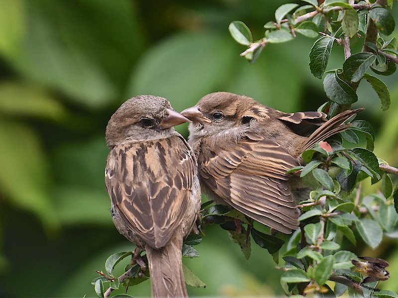 MaliHalls's tweet photo. #House #Sparrows...We're getting a few #young uns in our #garden now. Last year I counted over 60 #Spuggies between ours & next doors. https://t.co/AcnB6C2wyb