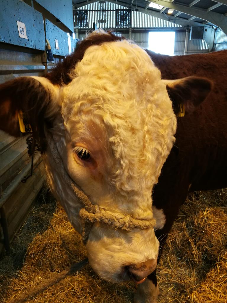 SianMJones1's tweet photo. Fantastic day at the royal welsh #familytime #love #findyourepic. @royalwelshshow @visitwales https://t.co/ylj5mcdbZi