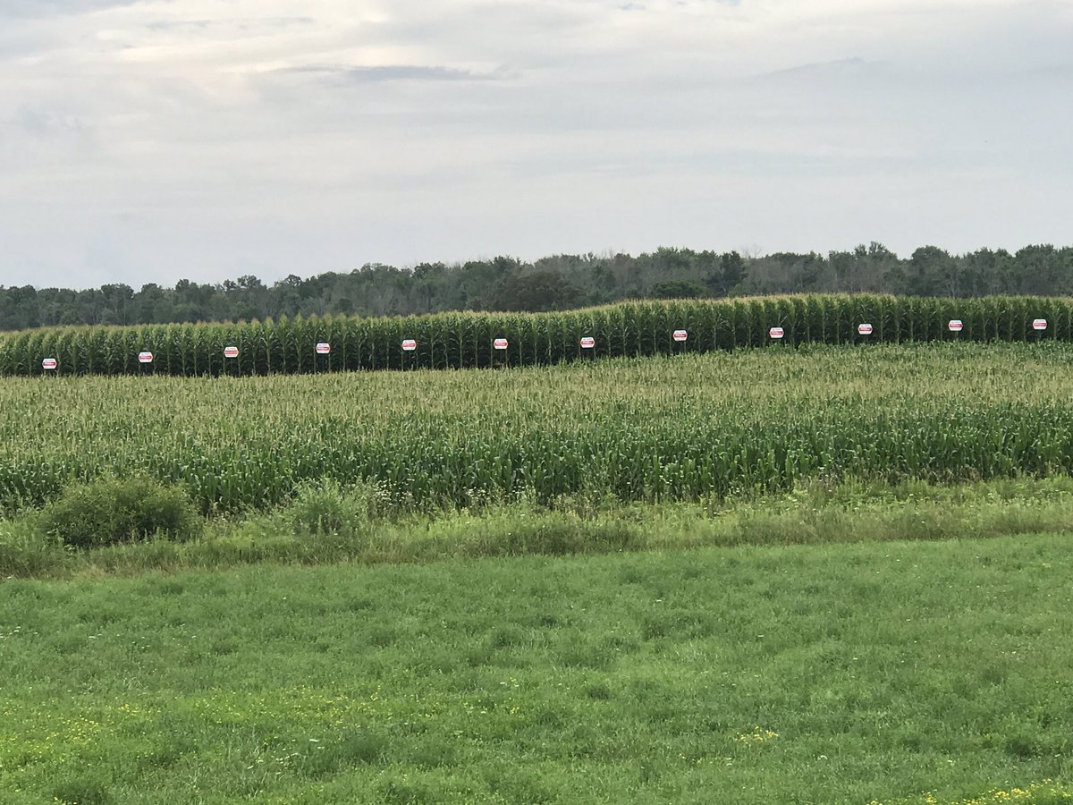 BgrowInc_BigB's tweet photo. After 19 years of planting @DuPontPioneer plots I think I'm finally getting the hang of it #Iluvitwhenaplancomestogether #KCFO https://t.co/ukuQwj4lzM