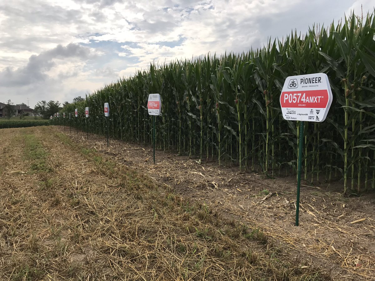 BgrowInc_BigB's tweet photo. After 19 years of planting @DuPontPioneer plots I think I'm finally getting the hang of it #Iluvitwhenaplancomestogether #KCFO https://t.co/ukuQwj4lzM
