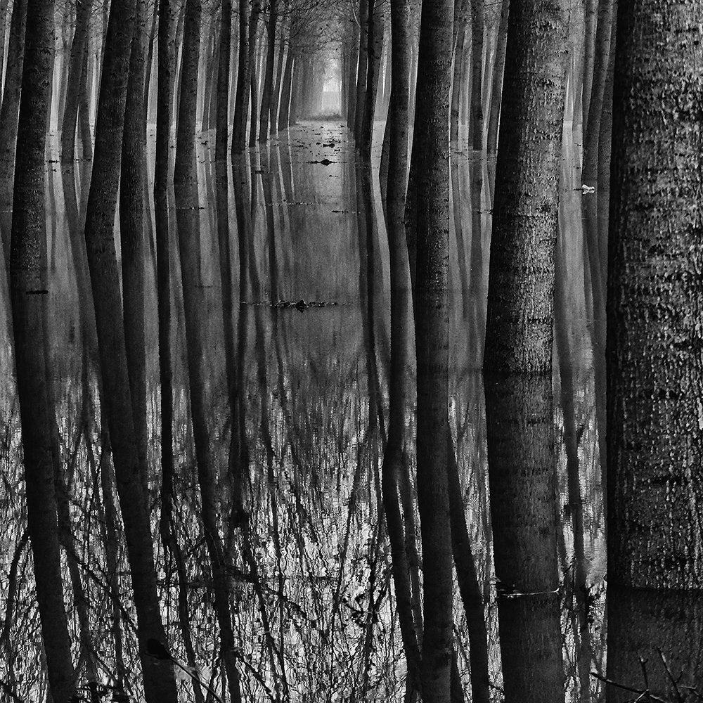 PietroAbbagnato's tweet photo. #Borgoforte, #AlveoMaggiore #FiumeAdige. Italy. November 7, 2014 ©Pietro Abbagnato.
#blackandwhitephotography #photography #REFLECTION https://t.co/0adliWr7IJ