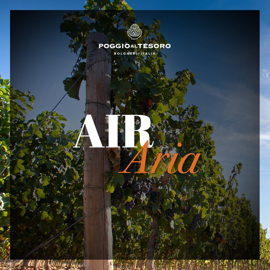 Libertà, vita, trasparenza, leggerezza. 
#poggioaltesoro #bolgheri #natura #environment #ambiente #aria #air #toscana #tuscany #italy #earth