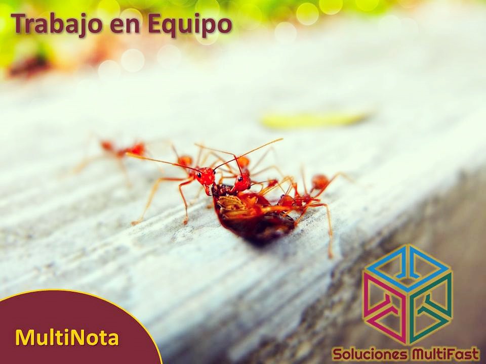 solmultifast's tweet image. Hormigas: el mejor ejemplo de Trabajo en Equipo #solucionesmultifast #venezuela