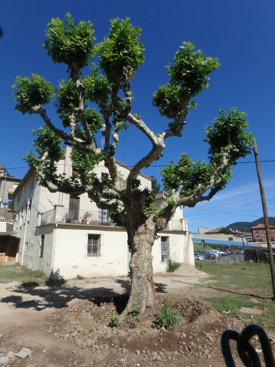 El plataner centenari de Mas El Closells trasplantat a principis d'estiu per la millora el tram de carril-bici del c/Marià Jolis Pallicer.
