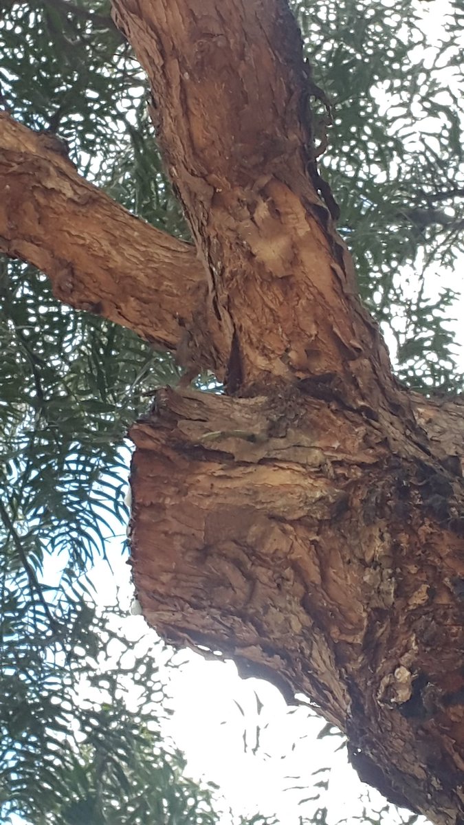 Loa malos cortes dificultan la compartimentacion y facilitan la descomposición. Dañan los arboles <a href="/Ambientebogota/">Secretaría de Ambiente</a> <a href="/ACA_ARBOR/">ACA ARBORICULTURA</a>