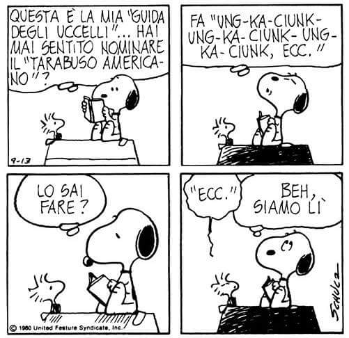 snoopysoni's tweet photo. #peanuts #tarabuso https://t.co/g46zfmYR2I