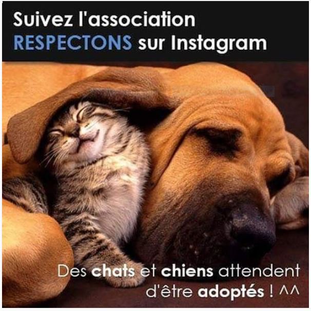 Respectons's tweet photo. #Adoption #chat et #chaton ce samedi 29 juillet de 14h à 18h au 9 rue Civiale #Paris 10ème métro Belleville #veneznombreux 😸 #merci du RT https://t.co/TTVj35ho8t