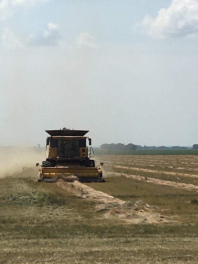 troyfield2field's tweet photo. #2017crop Harvest 2017 has officially started near Rosebank MB @troyfield2field Starting with the ryegrass. https://t.co/5GeA2hhJ11
