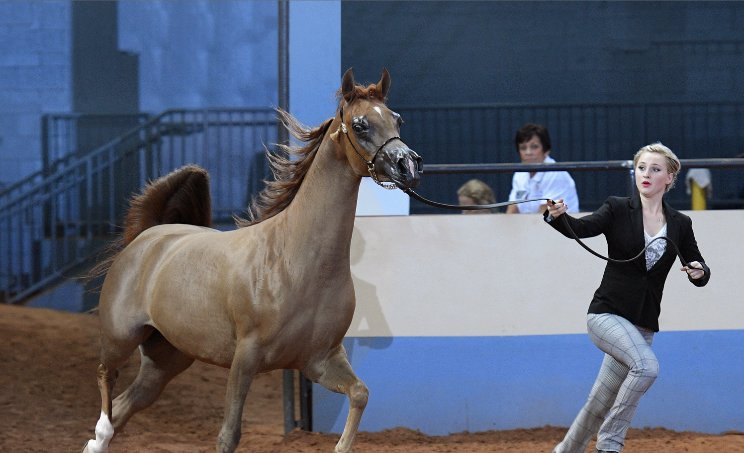 fanstable's tweet photo. If you want your horse to appear in #FanStable, tweet us a photo of your horse! #ahaYNL17 #ArabianHorse #HorseShow https://t.co/I5kNsW5QZQ