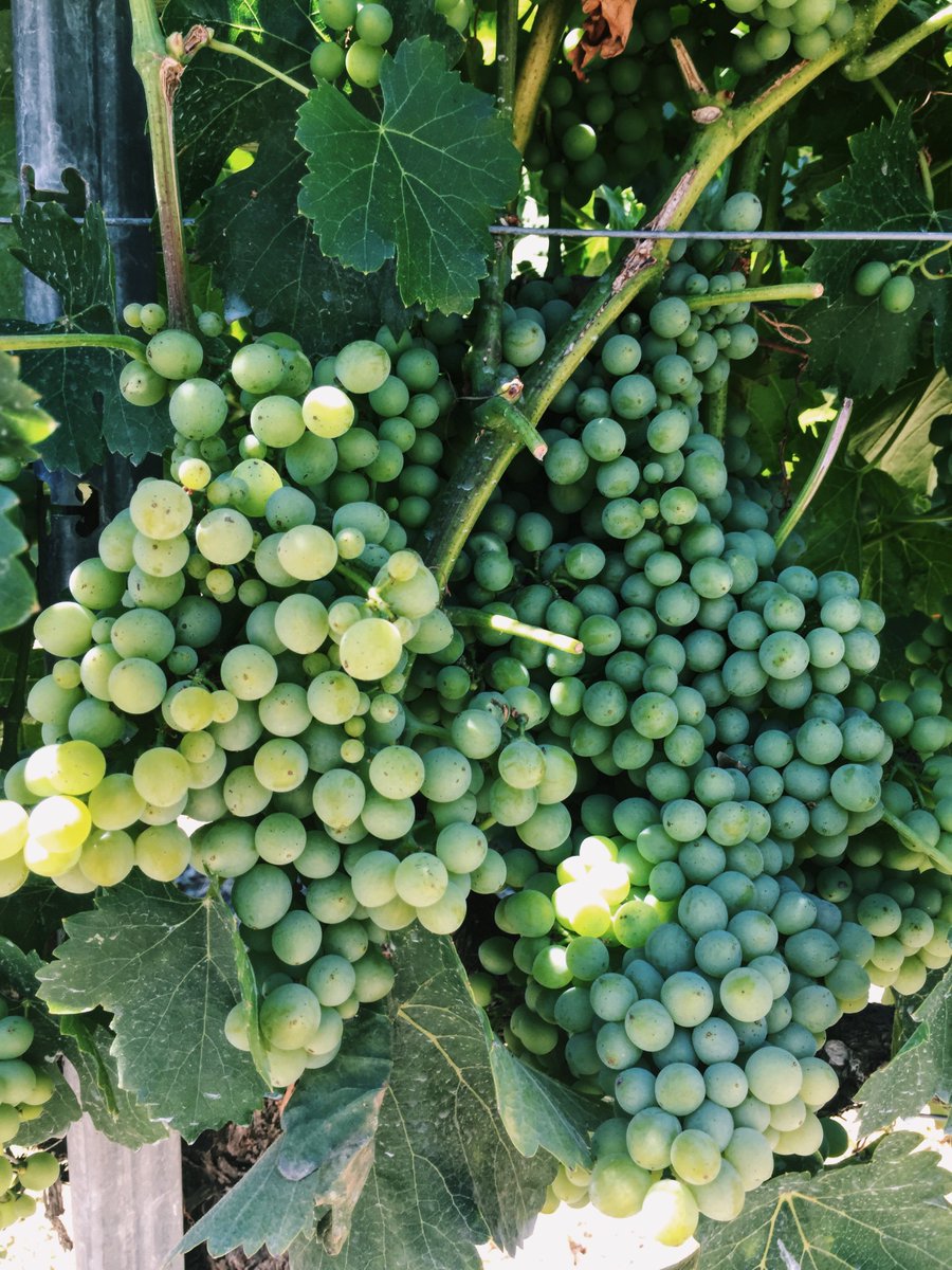 ZacaMesa_Wine's tweet photo. Checked on the Grenache blanc grapes this morning and they are growing in nicely! #countdowntoharvest https://t.co/7XhBaMKnYE