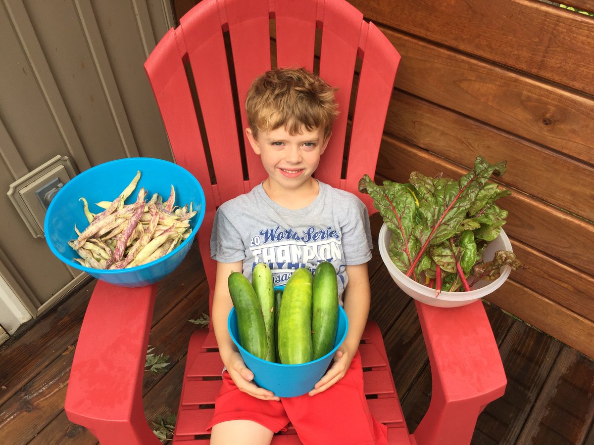 beanstalk_seeds's tweet photo. Today's harvest: Cucumbers, Swiss Chard, and Dragon Tongue Beans!
#igrewthis https://t.co/2uqD4AhuWo