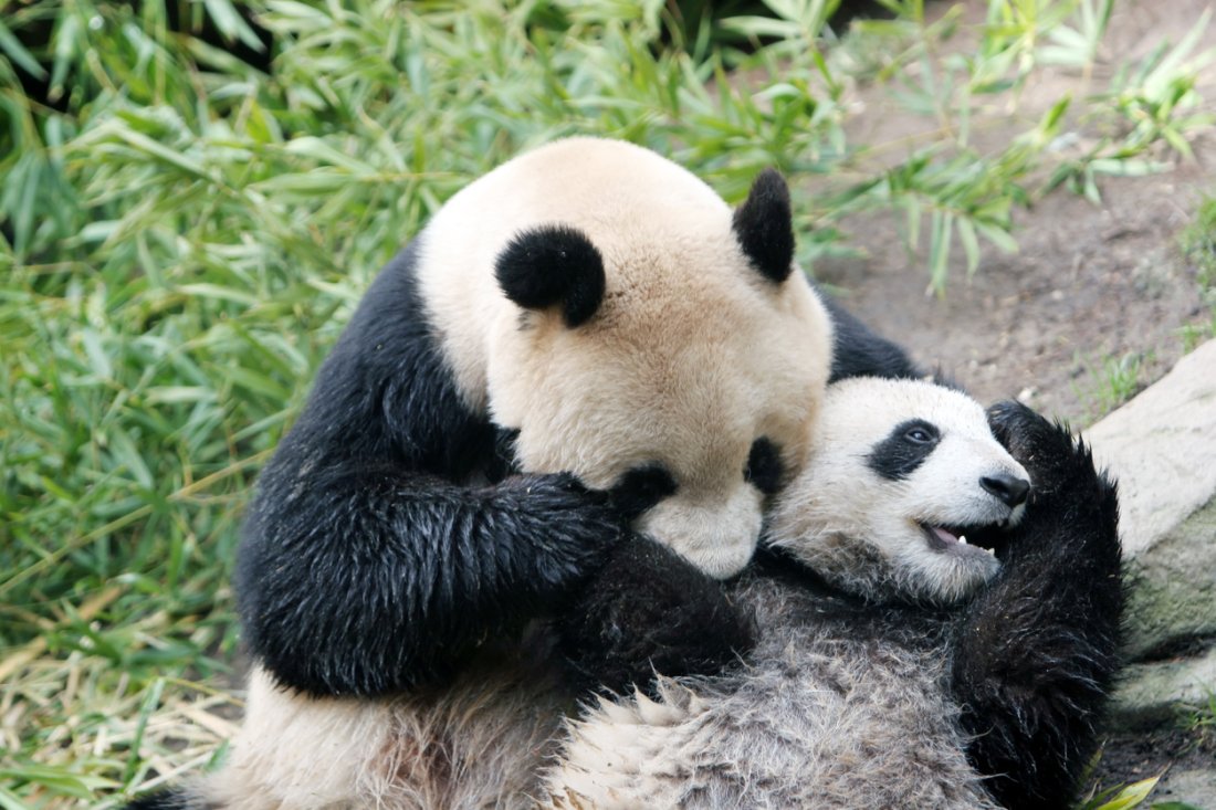 mental_floss's tweet image. Watch a Panda Caretaker Cuddle With Baby Pandas While Dressed Up Like a Panda — bit.ly/2v1oHDZ