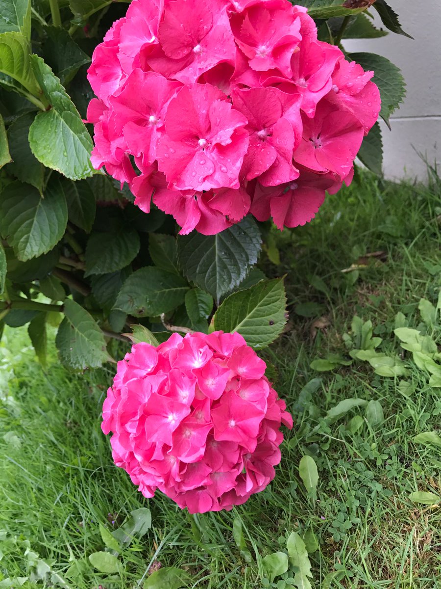 Connect_Cumbria's tweet photo. The flowers in #blindcrake are in bloom! Why not get #online using #fibre across #Cumbria for all your gardening advice and ideas 🌸 https://t.co/lFCBdOSWAa