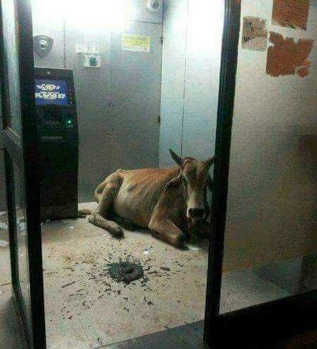 funjabi_gabru's tweet photo. #Beef_ban, #demonetization, #swachh_Bharath and #digital_india in one frame. #whatsapp https://t.co/PG1YWYUKjy