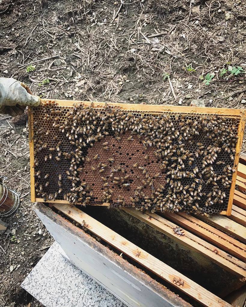 beepublic's tweet image. That'll do. 👌🏼🐝✨
.
.
#bees #broodpattern #brood #babybees #savethebees #beepublic #honey #hive #honeybee #beekeeper #beekeeping