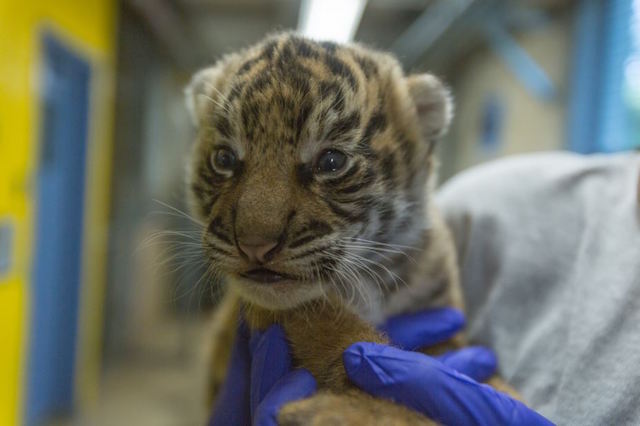 DCist's tweet photo. The Zoo's new Sumatran Tiger cub is probably a boy, and he's doing just great. Please see this photographic evidence
https://t.co/oZ5IJtyMNh https://t.co/AduD4DOzbw