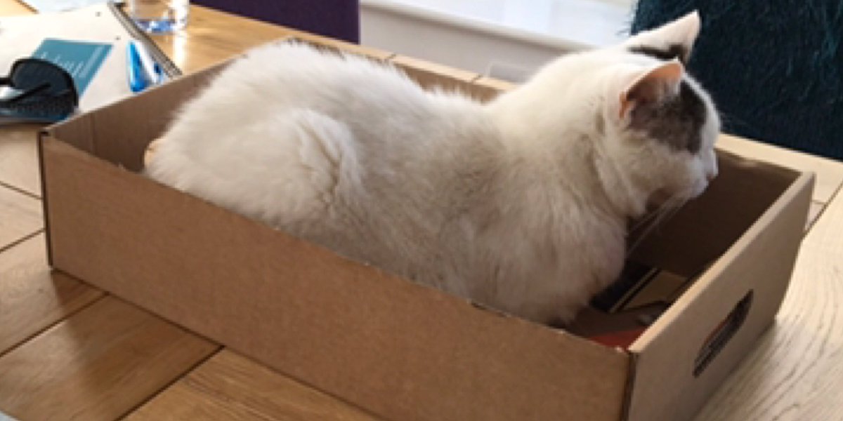 dinkycatSE18's tweet photo. Possession is nine-tenths of the law πΉ Adios Tia #ThursdayThoughts #fursday #bosscat #whatsyoursismine #goawayTia #CatsofTwitter #myboxnow πΎ https://t.co/tY6aK6oR7C