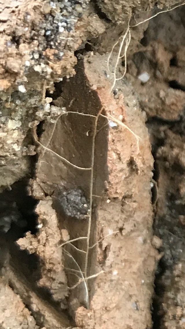 KristianWHU's tweet photo. Fascinating journey of this root through the soil sending out branches from top to bottom #Bentgrass #Browntop #PracticalGreenkeeping https://t.co/5FhQ3xqAum