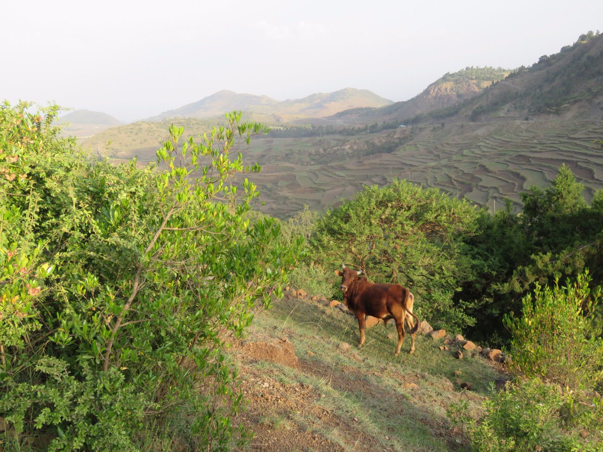 ATTSVE's tweet photo. Check out this photo from Maichew! One of the ATVET colleges involved in our project can be found here. Their main focus is dairy! https://t.co/JiNU7fdsfc