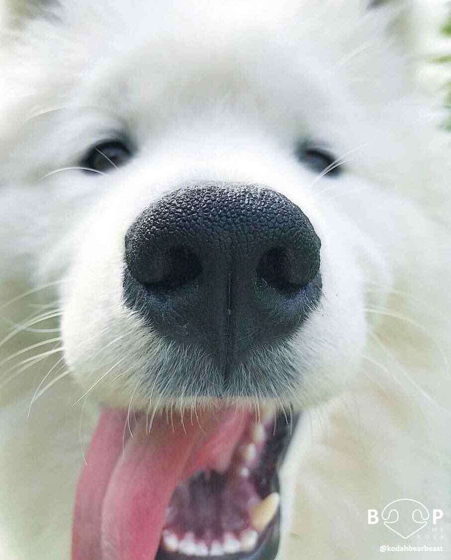 samoyed nose