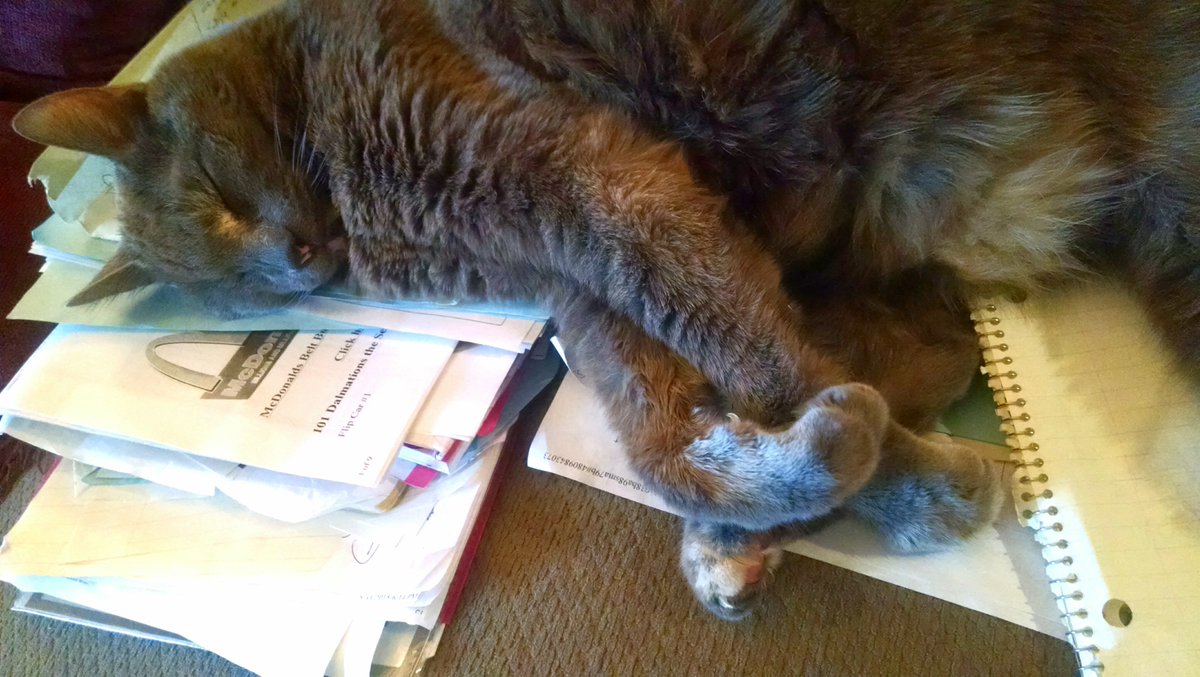 CrashOutKitty's tweet photo. #Isleepanywhere continues, this #CrashOutKitty moment caused a bit of a #row with #Mom as I fell #asleep on her #work #papers #stillcute ๐คฃ https://t.co/TXZOfSE1gr