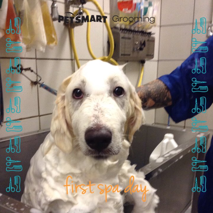 PetSmart221's tweet photo. Simon's first puppy bath. #groomingrocks #firstspaday #petsmartgrooming #splishsplash @CoastalPETM https://t.co/bcnJbFV3o7