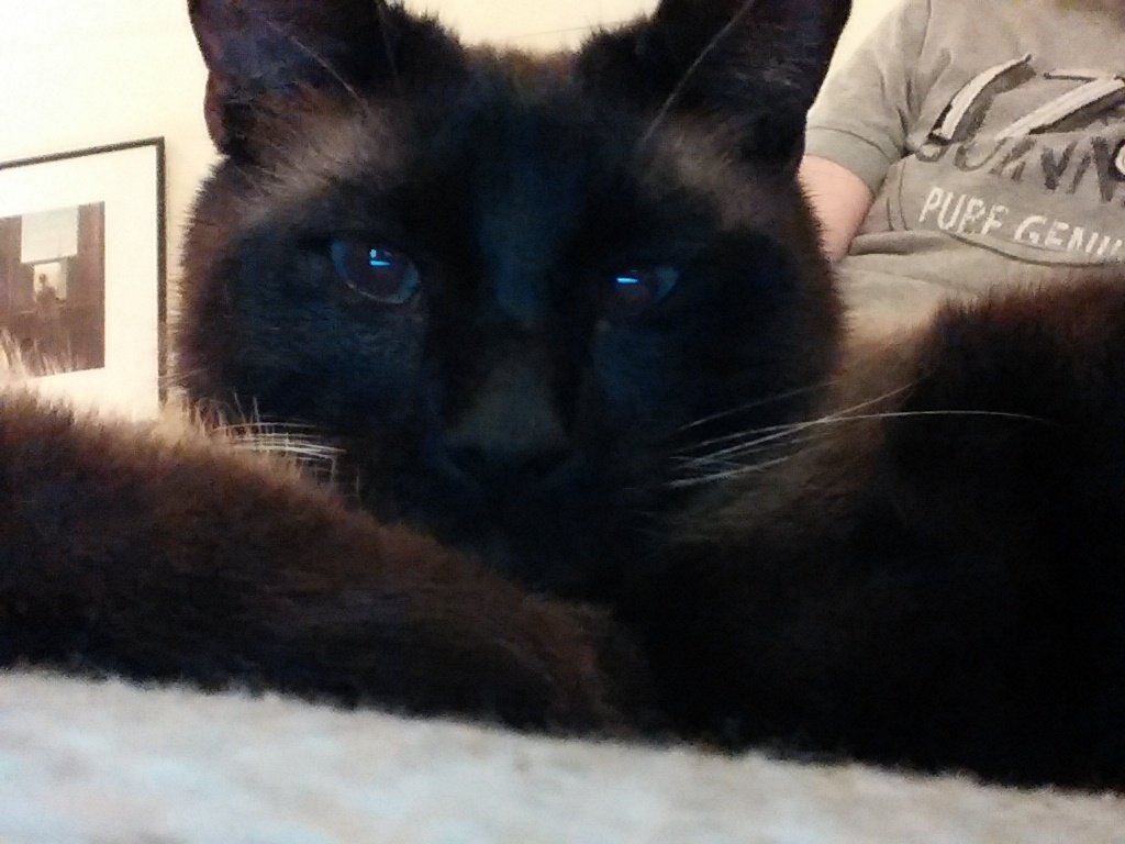 d2_jackson's tweet photo. Find Roly! The only 3 legged Burmese cross cat missing since January 2015.Bring me home https://t.co/VM36R98HKm