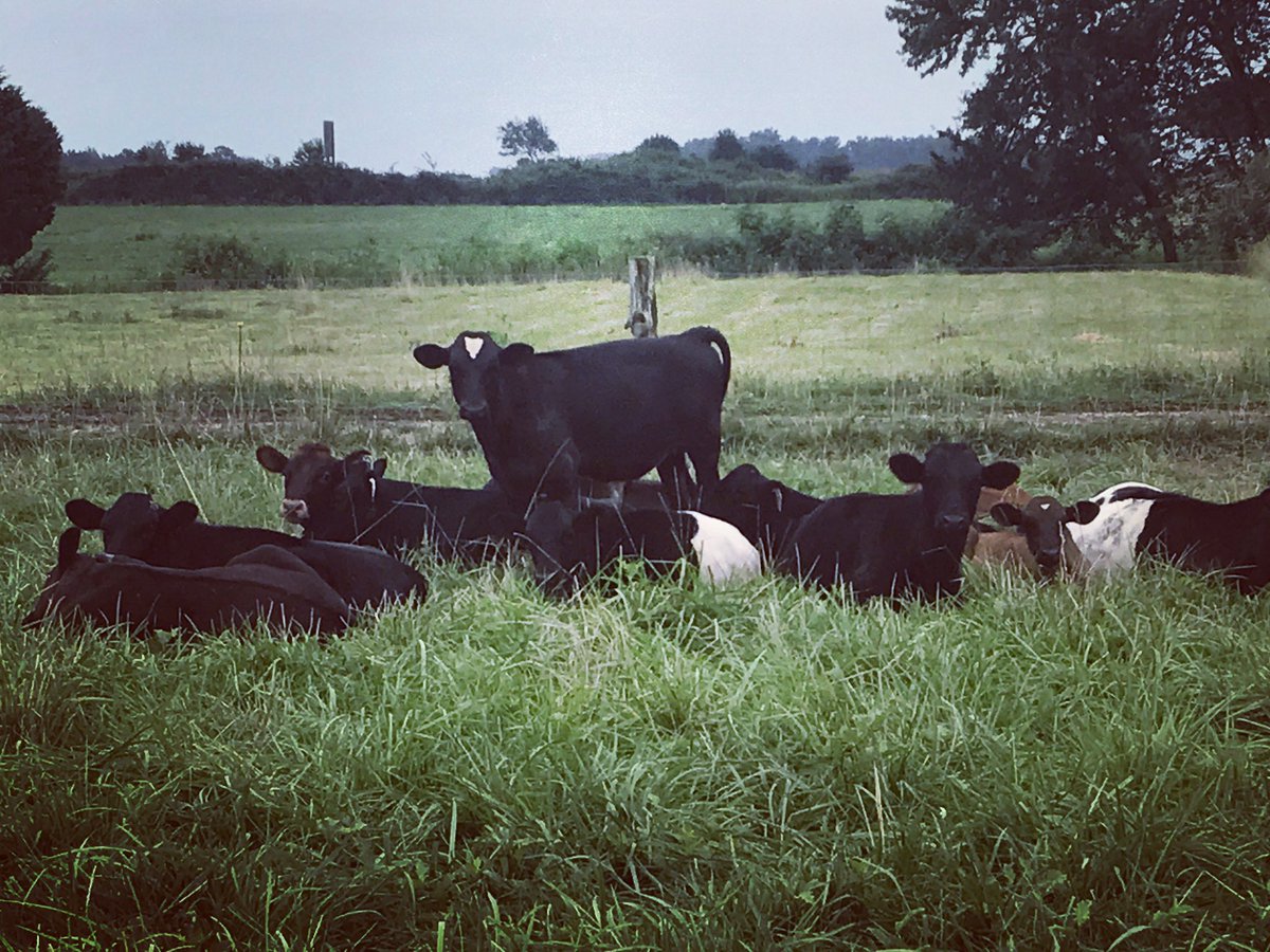 Steckler Grassfed (@stecklerfarm) on Twitter photo 