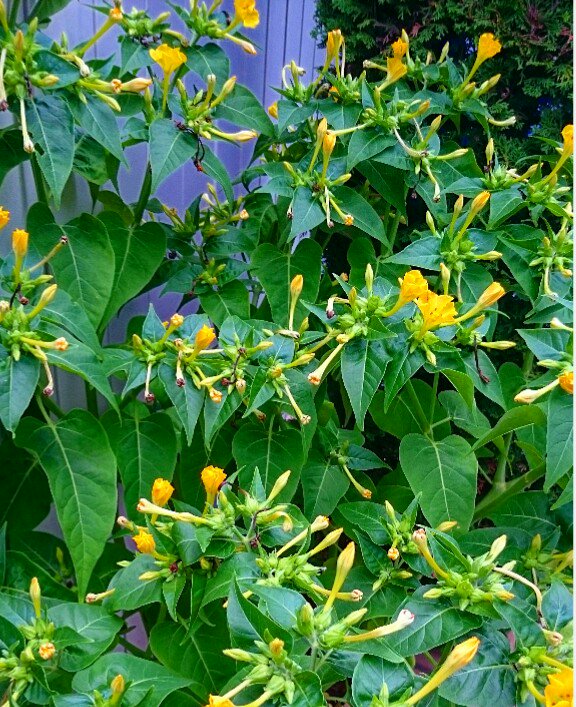 June70731903's tweet photo. #白粉花
#オシロイバナ
#子どもの頃を思い出す花
#学校からの帰り道蜜を吸ってました
🌻💠🍀☀😄👧 https://t.co/WaaplZwO3D