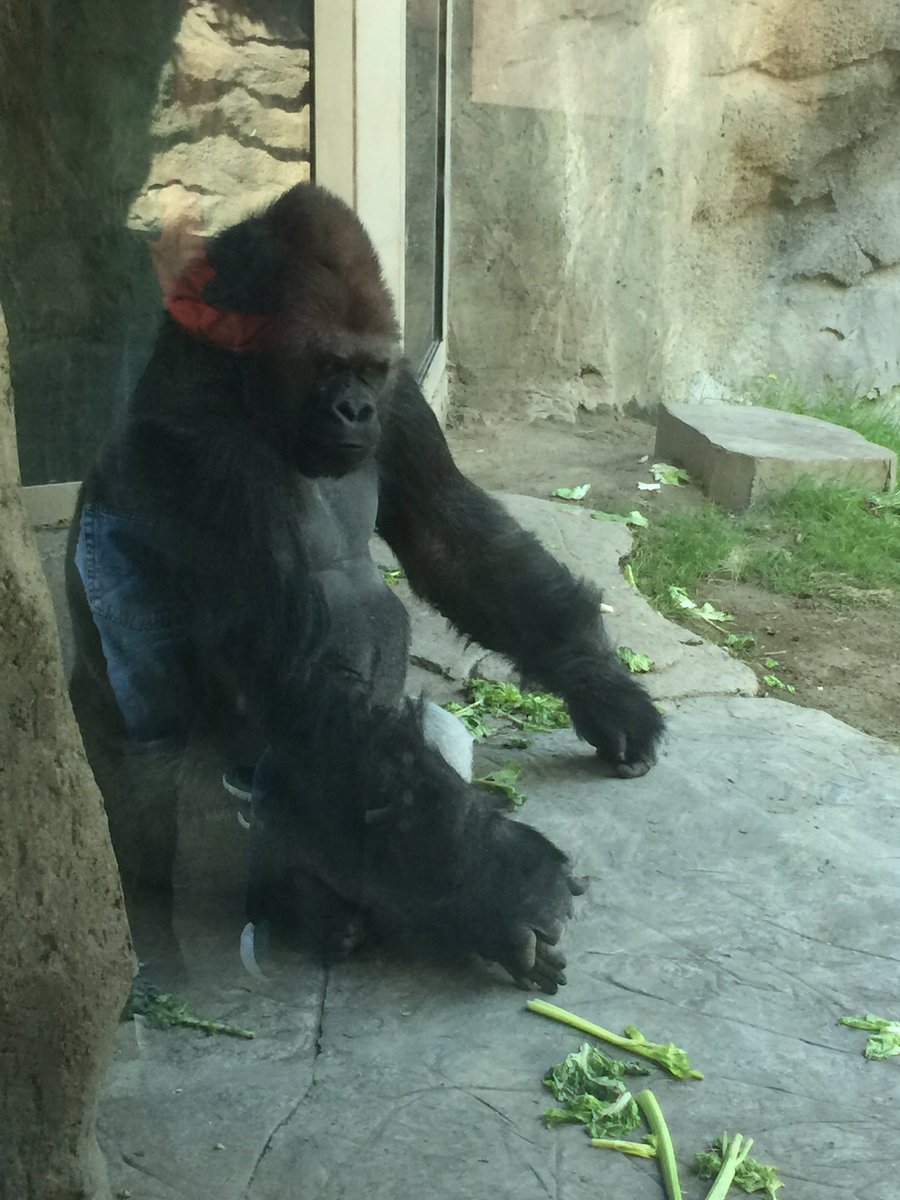 DaBestRavenclaw's tweet photo. #RollTribe #IndiansGame #GorillasArePeopleTo https://t.co/q0IGua4WNp