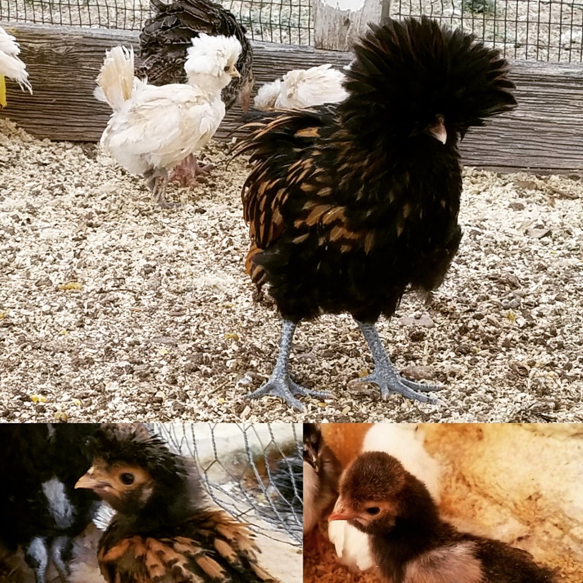 NomaditAgain's tweet photo. Cocoa Chanel has reached rockstar status! #chicksofinstagram #ranchanimals #circleviewranch #workcamping #nomaditagain https://t.co/FDvQZR9VPJ