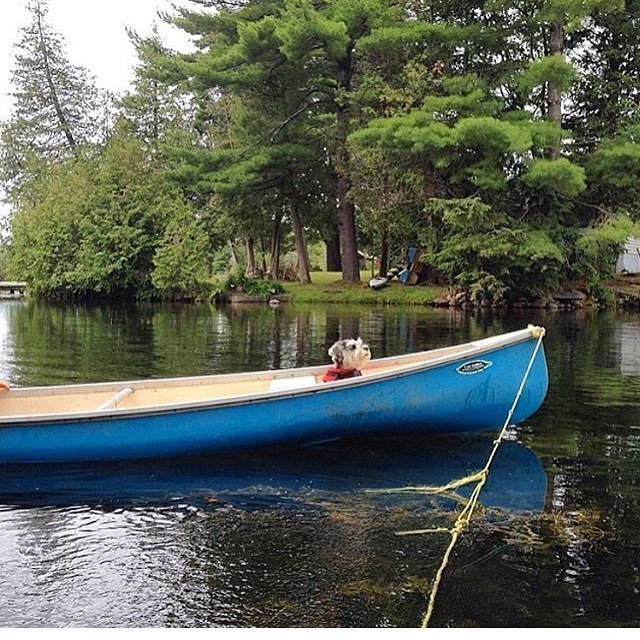 lildogbigcity's tweet image. #TBT that time I was a boat captain! ⚓️🛶👨🏻‍✈️
---
.
.
#throwbackthursday #aquaticAF #rowrowrowyourboat ift.tt/2tO6Ss6